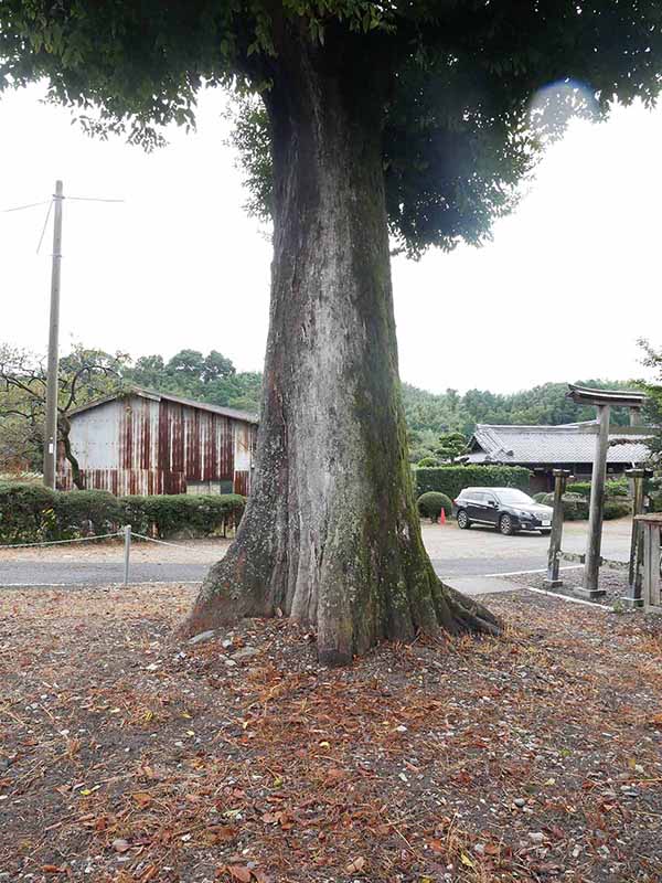 三船神社古宮のムクノキ