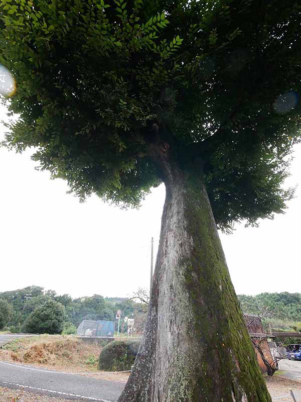 三船神社古宮のムクノキ