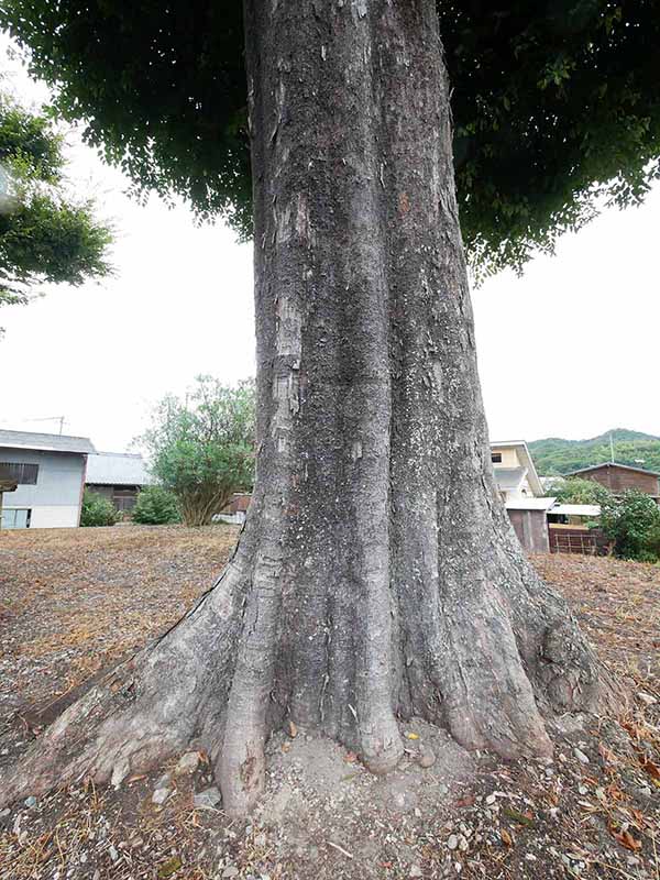 三船神社古宮のムクノキ