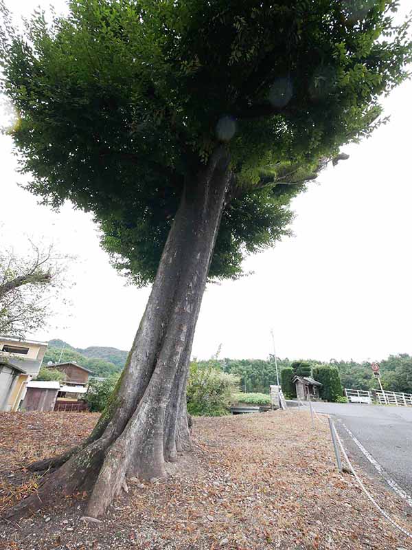 三船神社古宮のムクノキ