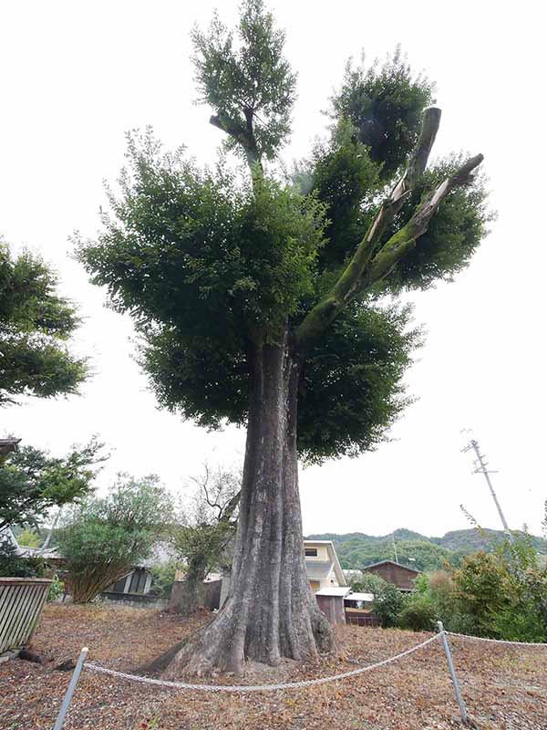 三船神社古宮のムクノキ