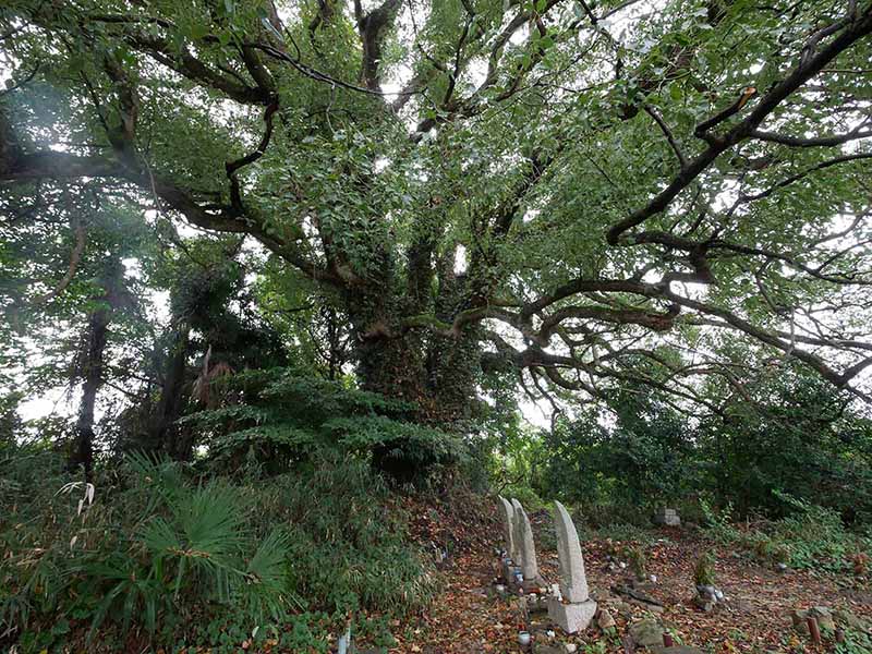 最上廃寺跡のクス