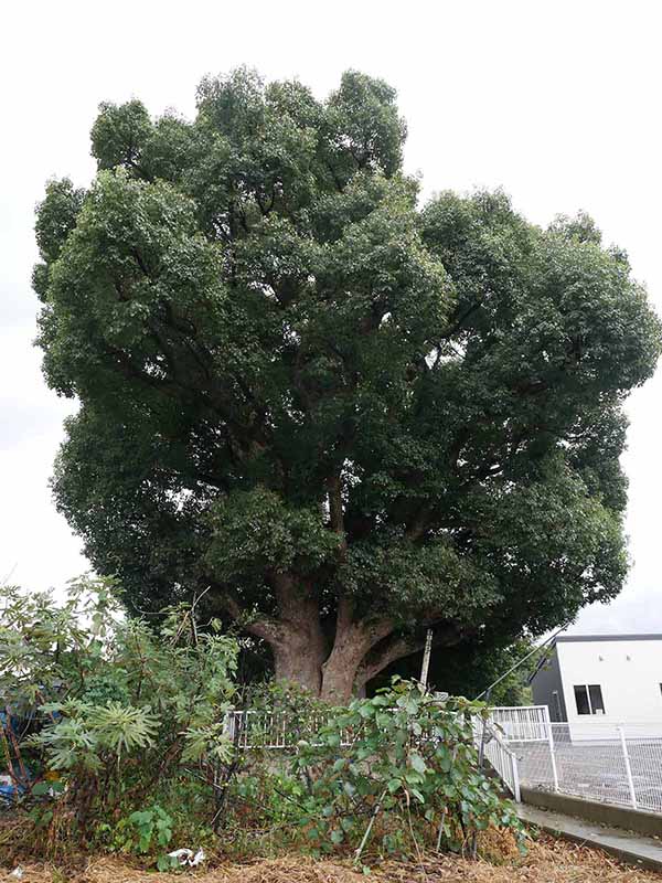 美福門院供養墓地のクスノキ