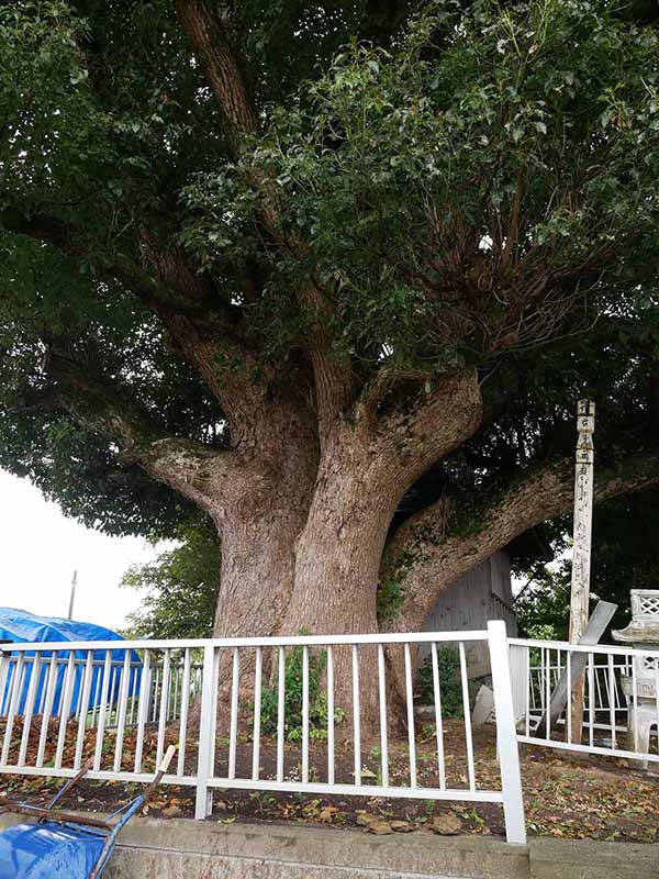 美福門院供養墓地のクスノキ