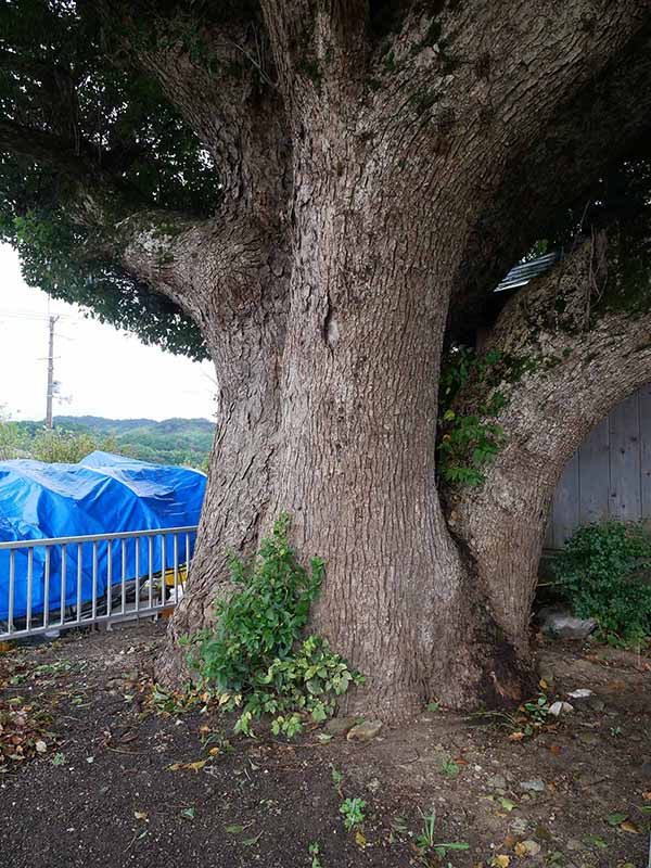 美福門院供養墓地のクスノキ