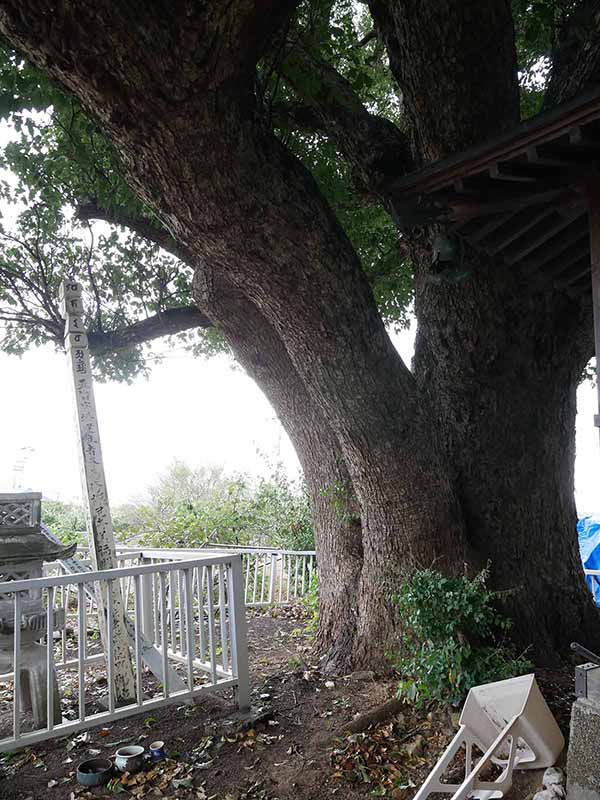 美福門院供養墓地のクスノキ