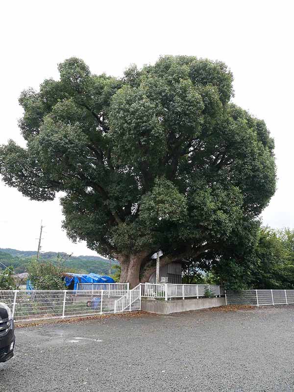 美福門院供養墓地のクスノキ