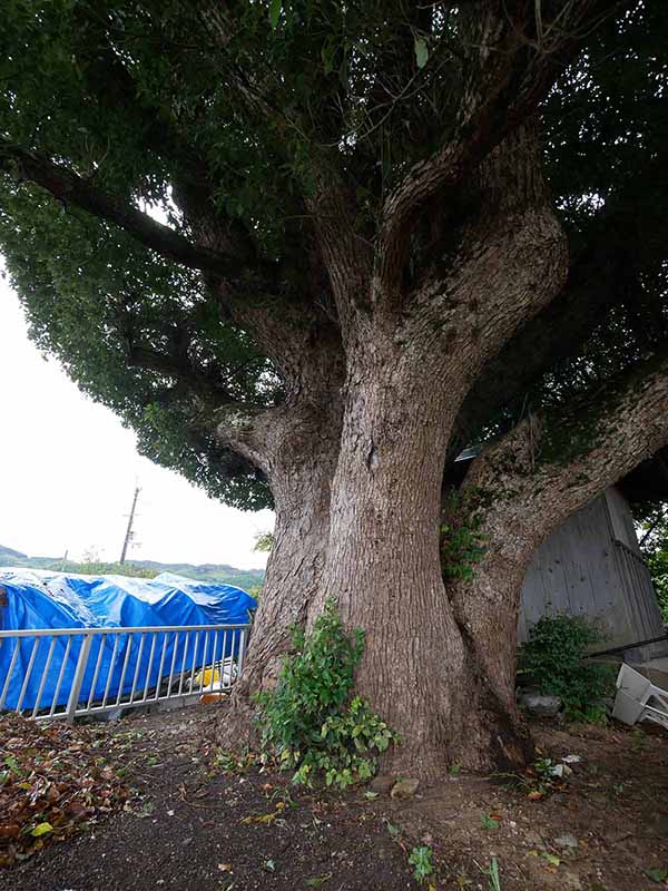 美福門院供養墓地のクスノキ