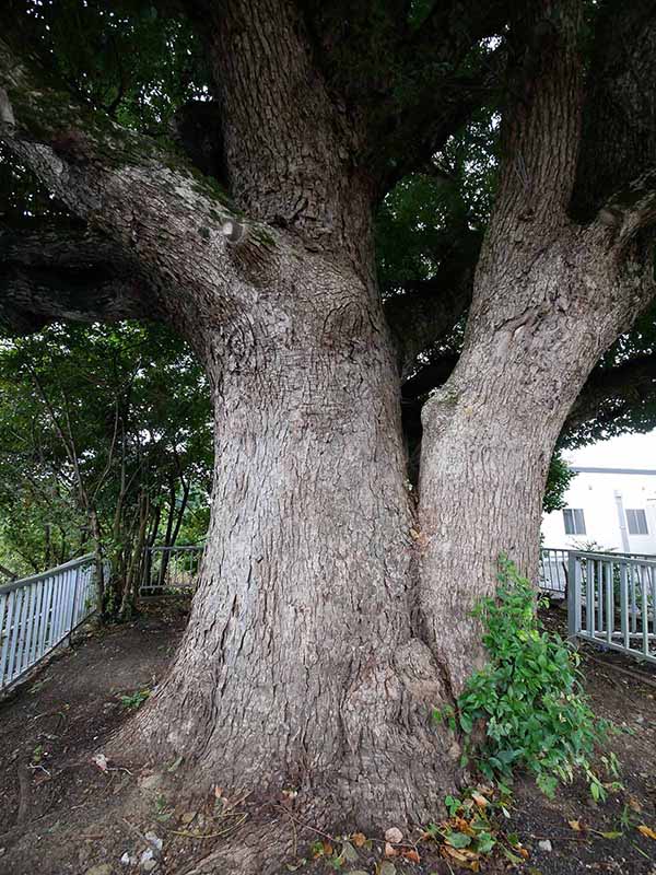 美福門院供養墓地のクスノキ