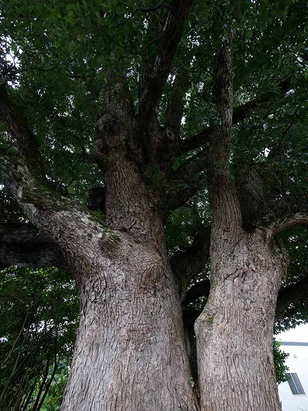 美福門院供養墓地のクスノキ