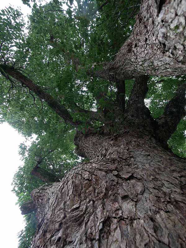 美福門院供養墓地のクスノキ