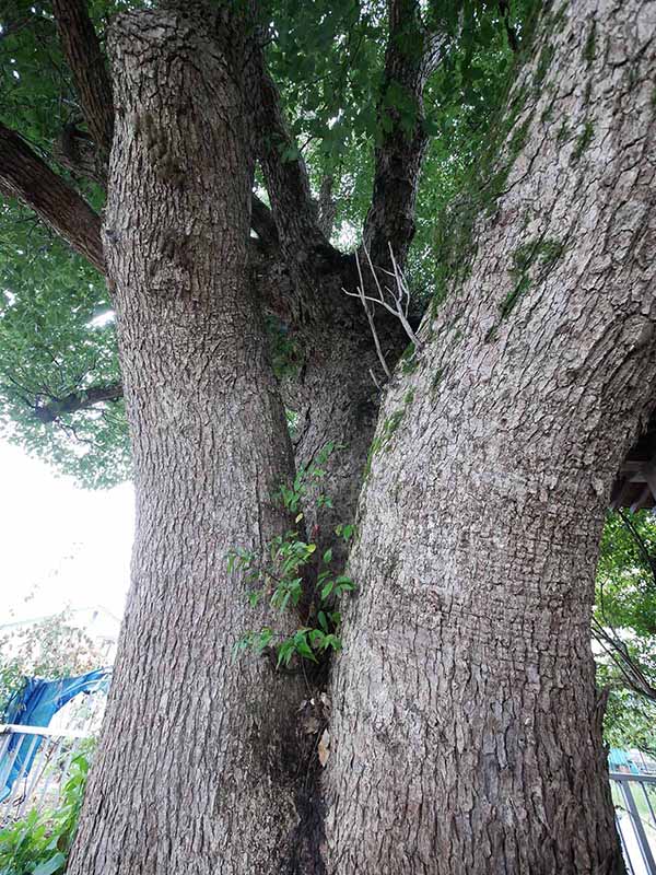 美福門院供養墓地のクスノキ