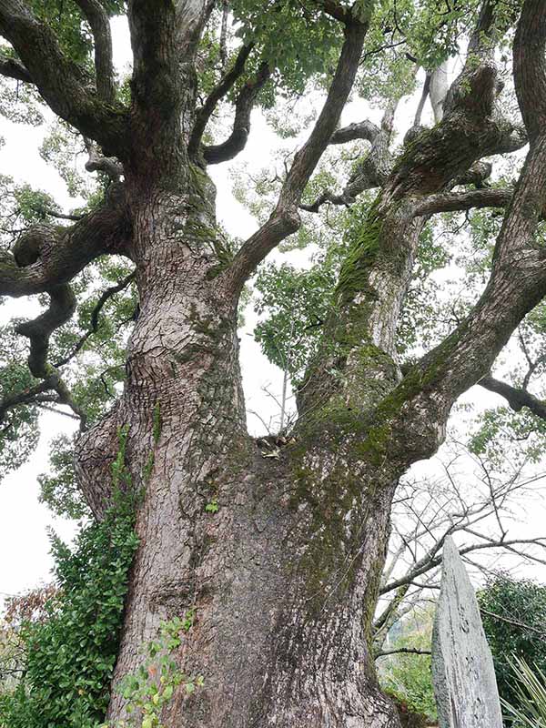 福琳寺のクスノキ