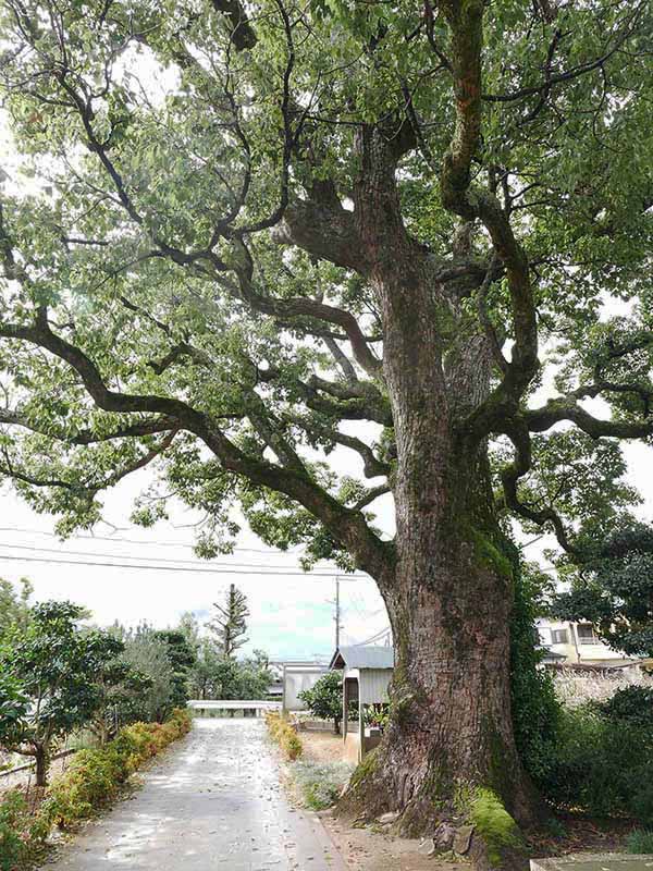 福琳寺のクスノキ