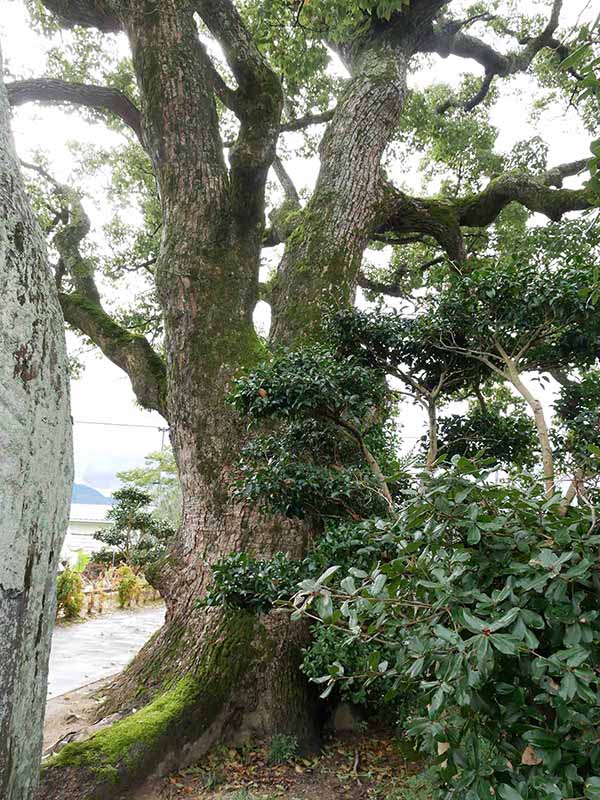 福琳寺のクスノキ