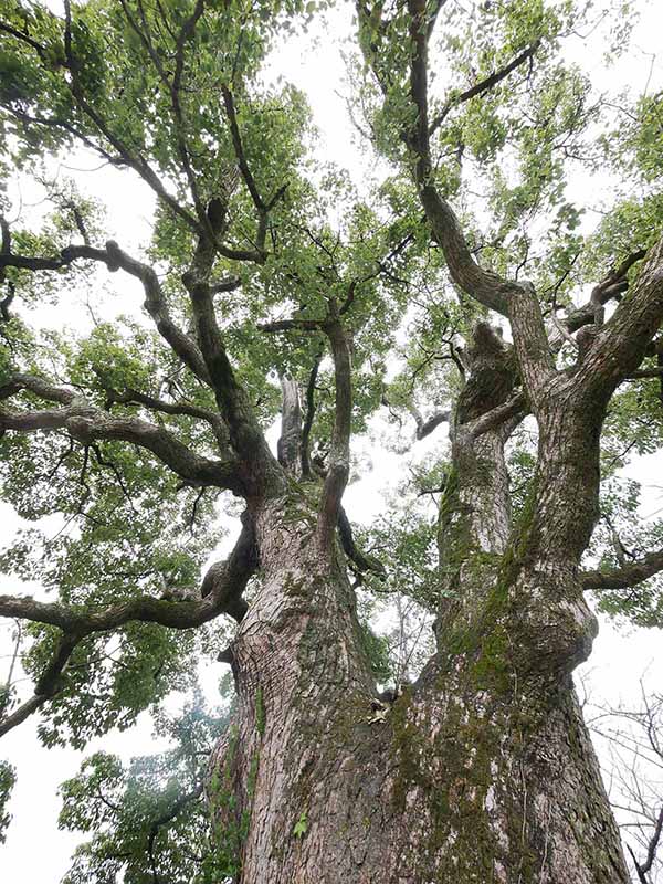 福琳寺のクスノキ