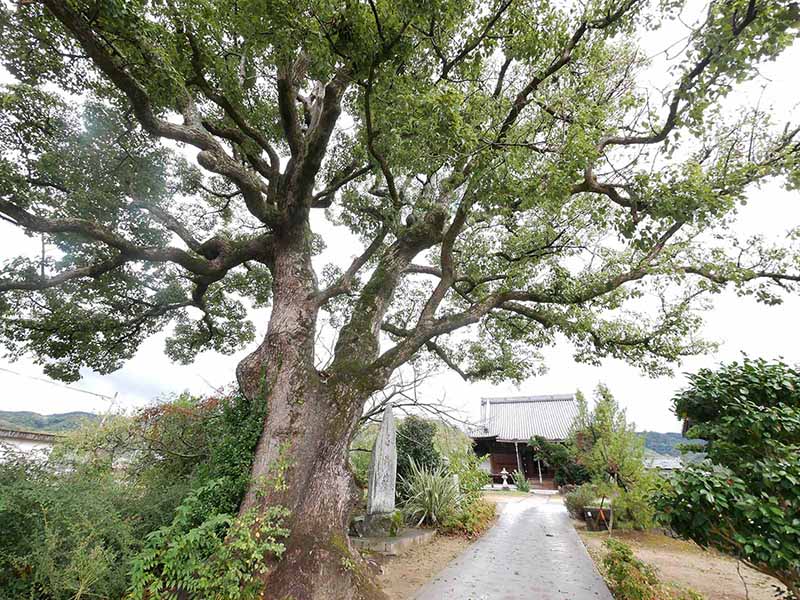 福琳寺のクスノキ