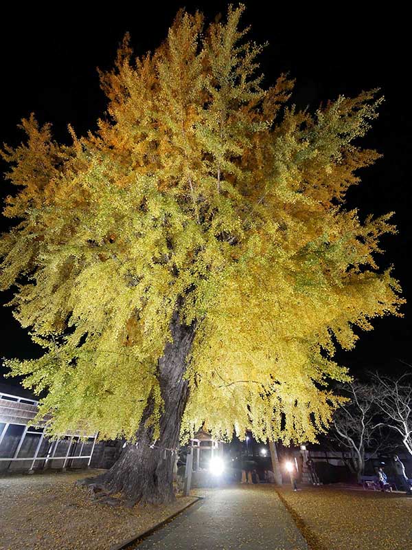 夜の丹生酒殿神社のイチョウ