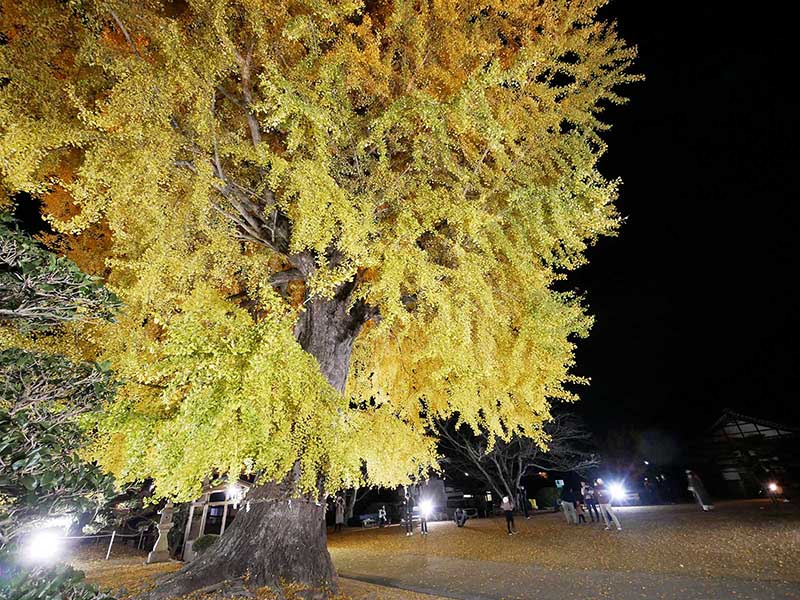 夜の酒殿神社のイチョウ