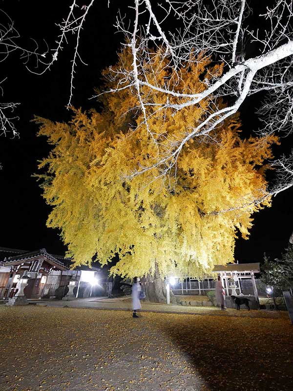 夜景丹生酒殿神社のイチョウ