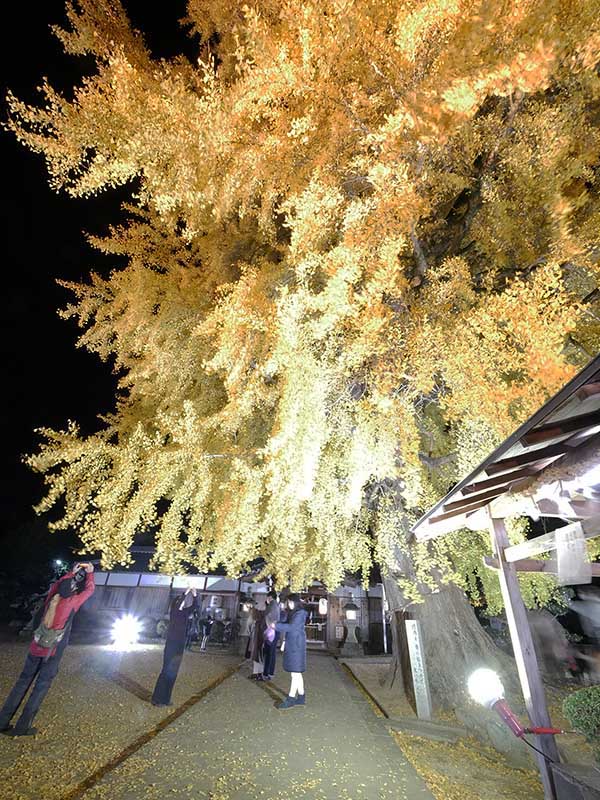 夜景酒殿神社のイチョウ