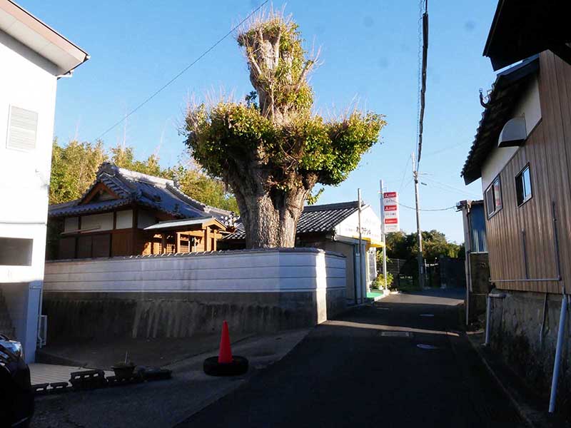 丹河地蔵堂のイチョウ