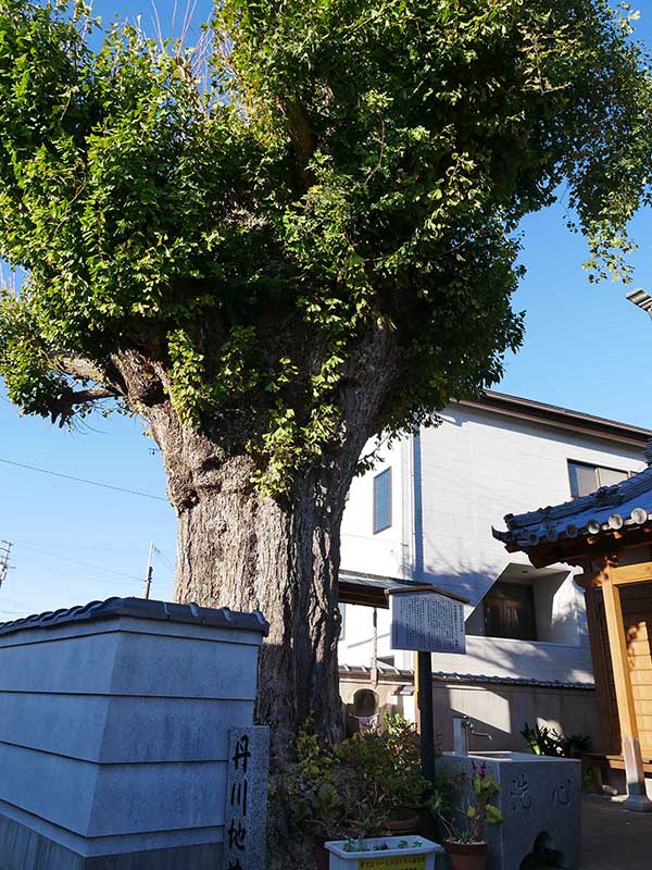 丹河地蔵堂のイチョウ