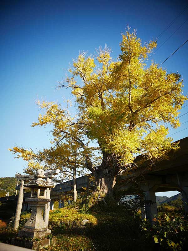 御旅所跡の銀杏の老木