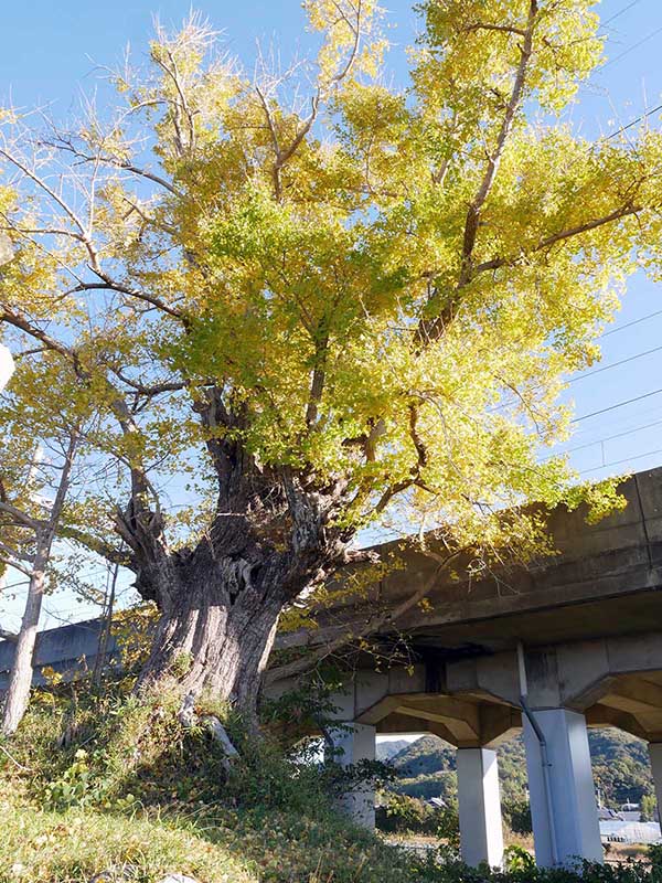 御旅所跡の銀杏の老木