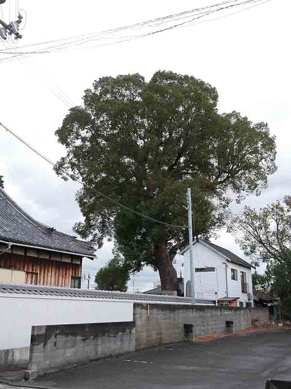 手平のクスノキ