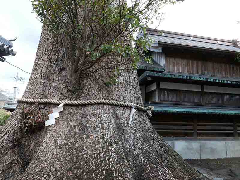 手平のクスノキ