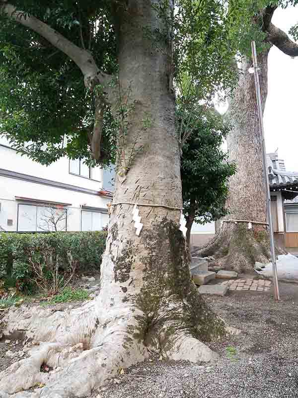 手平のクスノキ