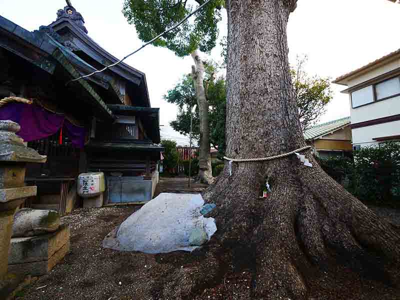 手平のクスノキ