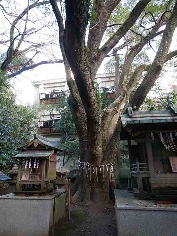 手平のクスノキ