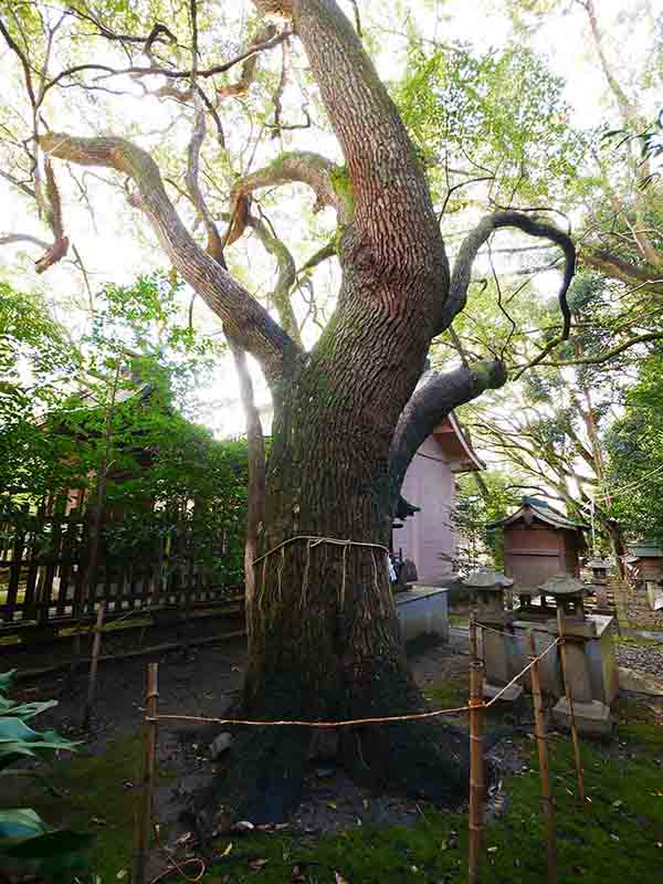 手平のクスノキ