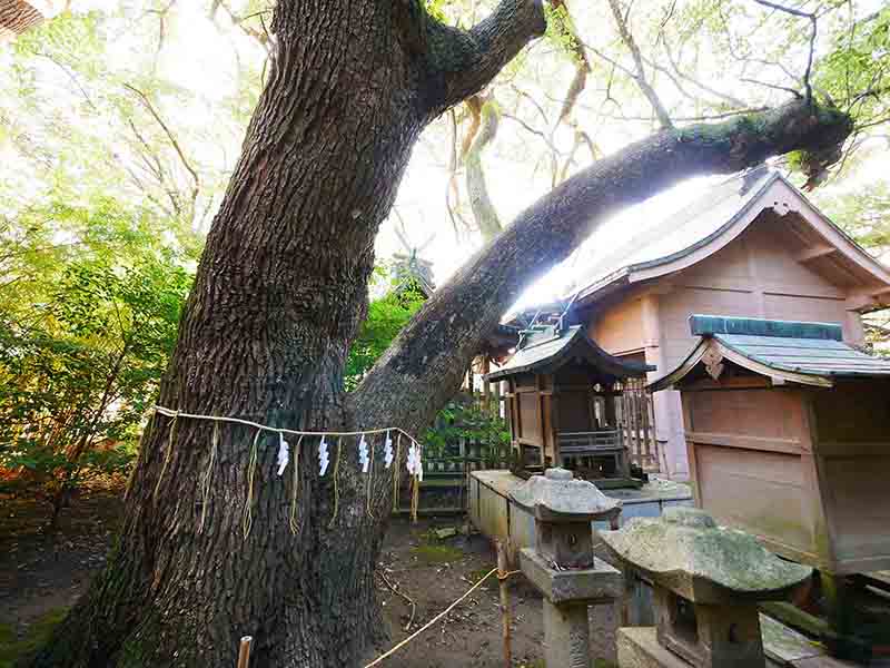 手平のクスノキ