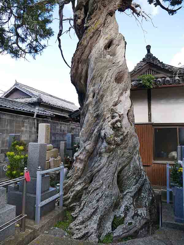 手平のクスノキ