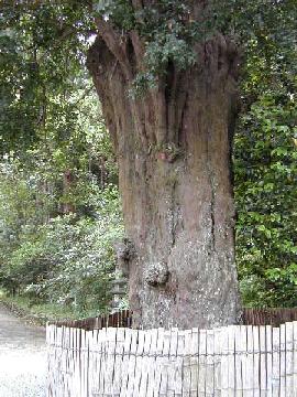 東光寺のなぎ