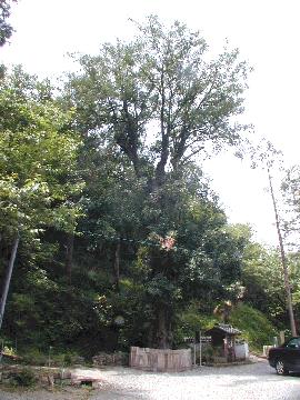 東光寺のなぎ