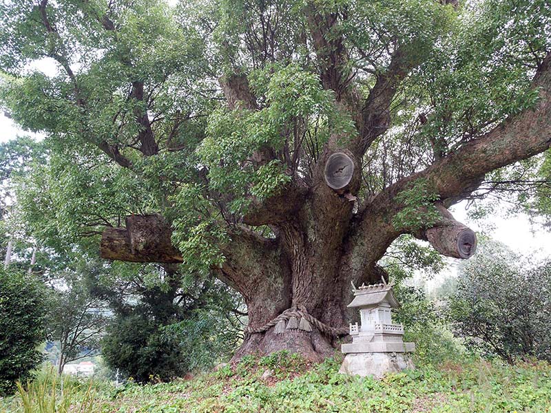 川棚のクスの森