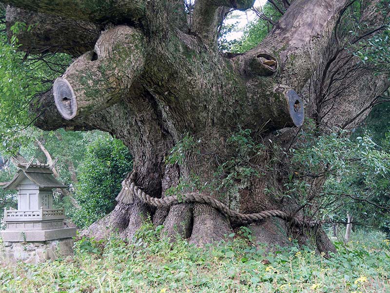 川棚のクスの森