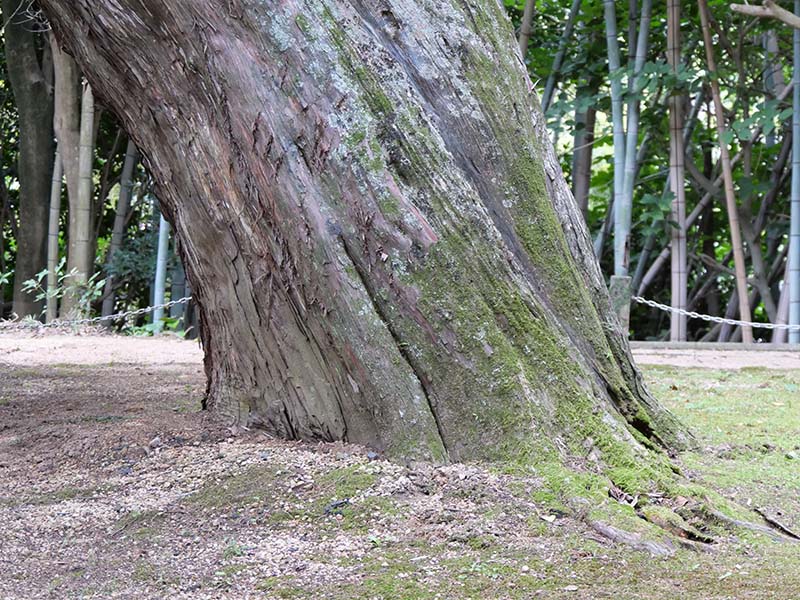 恩徳寺のイブキ