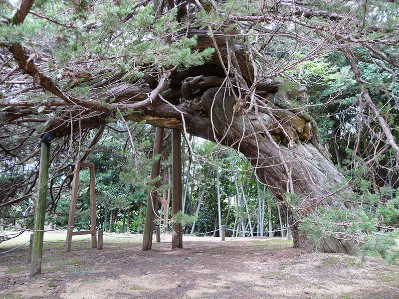 恩徳寺のイブキ