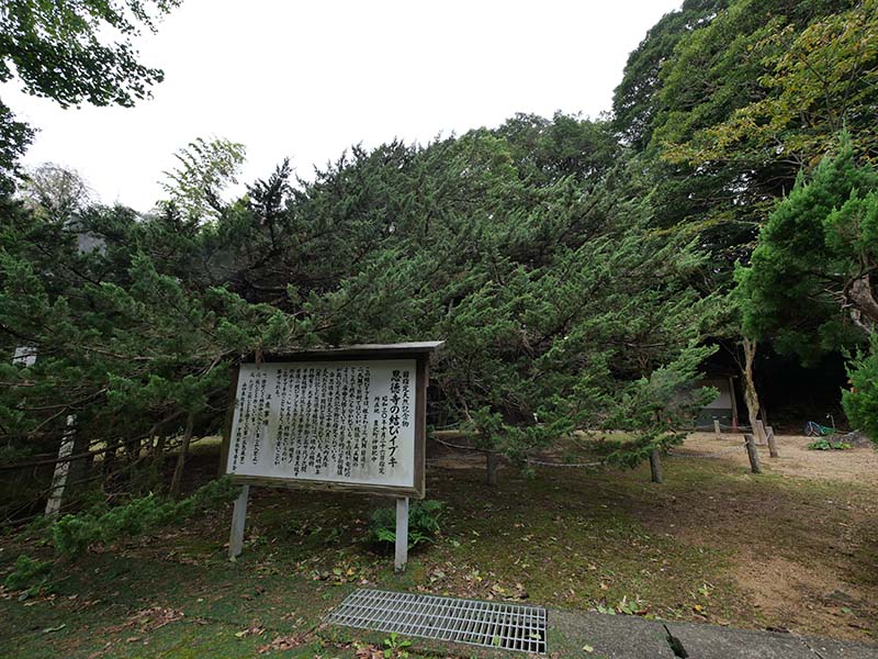 恩徳寺のイブキ