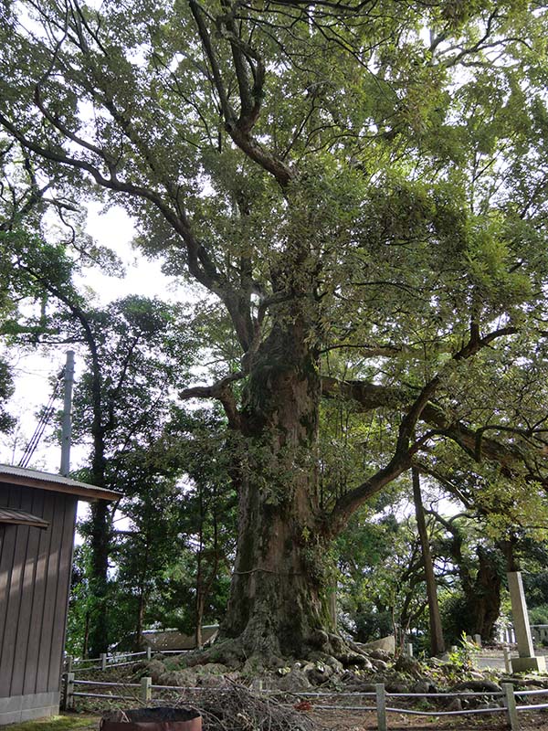 滝部八幡宮のイチイガシ