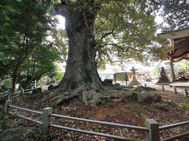 滝部八幡宮のイチイガシ