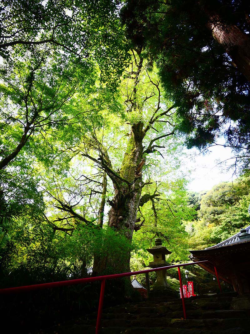 龍蔵寺のイチョウ