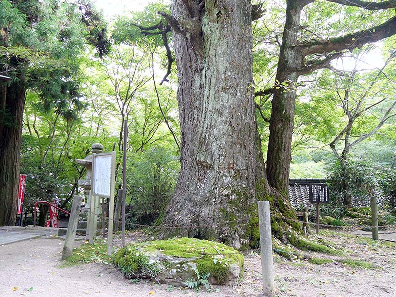 龍蔵寺のイチョウ