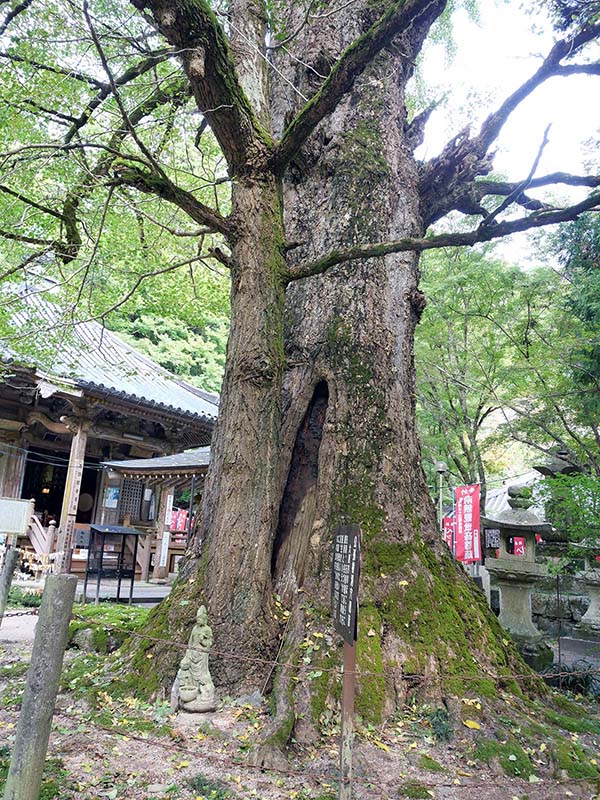 龍蔵寺のイチョウ