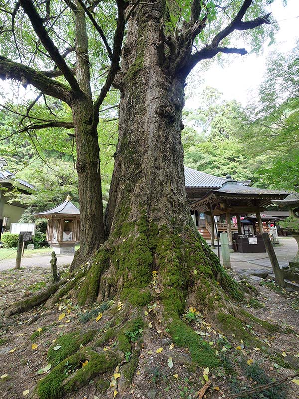 龍蔵寺のイチョウ